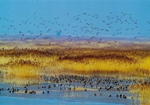 我們默默守候，只為你按時歸來 宗保東灘鳥類保護(hù)區(qū)項(xiàng)目側(cè)記