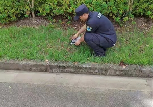 宗保隊員及時救助受傷的國家級保護(hù)動物黑翅鳶